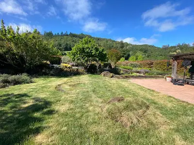 Tree Trimming Tree Trimming